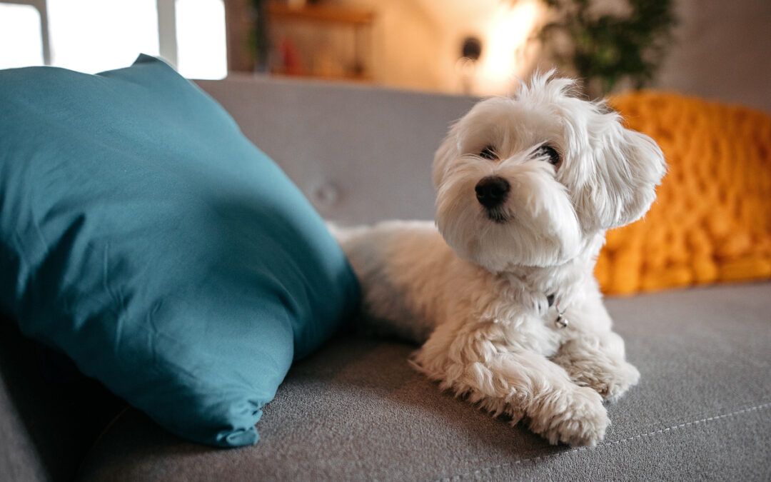 How To Make Apartment Living Easier On Your Puppy